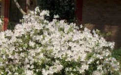 Autumn Ivory Encore Azalea - 1 Gallon Pot -Garden Plants Picture Encore Azalea Ivory 3