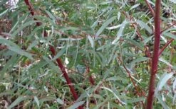 Angus Cold Hardy Eucalyptus Tree (Eucalyptus Nicholii) - Quart Pot -Garden Plants Picture Eucalyptus Tree Anugus Willow Leaf Peppermint
