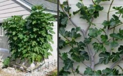 Brown Turkey Fig Tree - 6 Pack Of 1 Gallon Pots -Garden Plants Picture Fig Brown Turkey Espalier