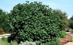 Brown Turkey Fig Tree - 6 Pack Of 1 Gallon Pots -Garden Plants Picture Fig Brown Turkey Shrub Large