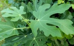 Brown Turkey Fig Tree - 6 Pack Of 1 Gallon Pots -Garden Plants Picture Fig Brown Turkey Tree Leaves