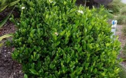 August Beauty Gardenia - 3 Gallon Pot -Garden Plants Picture Gardenia August Beauty 2