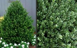 Pyramidal Compacta Japanese Holly - 3 Gallon Pot -Garden Plants Picture Holly Compacta Pyramidal 1