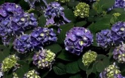 Bloomstruck Endless Summer Hydrangea - 1 Gallon Pot -Garden Plants Picture Hydrangea Bloomstruck 1