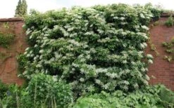 Moonlight Climbing Hydrangea - 2 Gallon Pot -Garden Plants Picture Hydrangea Climbing Petiolaris 5 2
