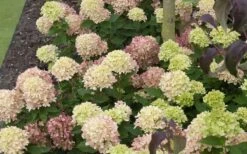 Little Lime Hydrangea - 3 Pack Of Quart Pots -Garden Plants Picture Hydrangea Little Lime 2 1
