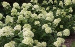 Little Lime Hydrangea - 3 Pack Of Quart Pots -Garden Plants Picture Hydrangea Little Lime 3 1