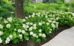 Pee Wee Dwarf Oakleaf Hydrangea - 2 Gallon Pot -Garden Plants Picture Hydrangea Oakleaf Pee Wee Border 2