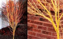 Bihou Yellow Bark Japanese Maple - 1 Gallon Pot -Garden Plants Picture Japanese Maple Bihou 1 1