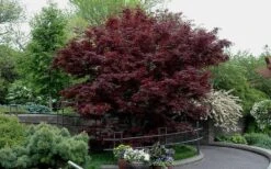 Bloodgood Red Leaf Japanese Maple - 1 Gallon Pot -Garden Plants Picture Japanese Maple Bloodgood tree 2