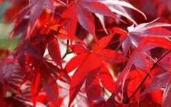 Fireglow Red Leaf Japanese Maple - 1 Gallon Pot 14 Fireglow Red Leaf Japanese Maple - 1 Gallon Pot -Garden Plants Picture Japanese Maple Fireglow 2 2