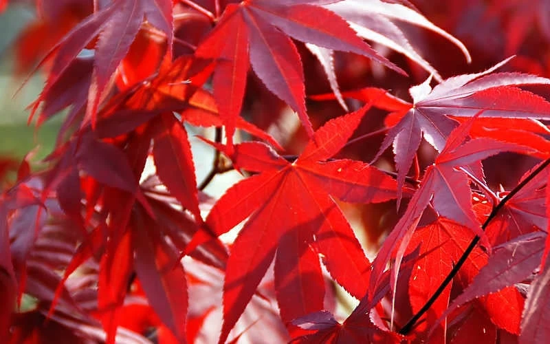 Fireglow Red Leaf Japanese Maple - 1 Gallon Pot 7 Fireglow Red Leaf Japanese Maple - 1 Gallon Pot - Image 7
