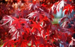 Fireglow Red Leaf Japanese Maple - 5 Gallon Pot (4-4.5') 15 Fireglow Red Leaf Japanese Maple - 5 Gallon Pot (4-4.5') -Garden Plants Picture Japanese Maple Fireglow 3 1