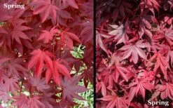 Red 'N Summer Japanese Maple - Acer Palmatum 'Hefner's Red' - 1 Gallon Pot -Garden Plants Picture Japanese Maple Hefners Red Spring 1