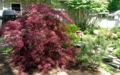 Tamukeyama Dwarf Red Japanese Maple (High Graft Tree Form)- 3 Gallon Pot -Garden Plants Picture Japanese Maple Tamukeyama 3