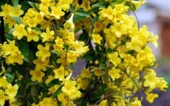 Carolina Yellow Jasmine - Jessamine (Gelsium Sempervirens) - 6 Pack Of 1 Gallon Pots -Garden Plants Picture Jasmine Carolina 6