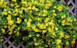 Carolina Yellow Jasmine - Jessamine (Gelsium Sempervirens) - 6 Pack Of 1 Gallon Pots -Garden Plants Picture Jasmine Carolina 7