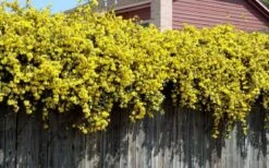 Carolina Yellow Jasmine (Jessamine) Gelsemium Sempervirens - 3 Gallon Pot -Garden Plants Picture Jasmine Carolina On Fence 1