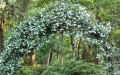 Confederate Jasmine Vine (Trachelospermum Jasminoides) - 6 Pack Of 1 Gallon Pots -Garden Plants Picture Jasmine Confederate On Arch