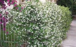 Confederate Jasmine Vine (Trachelospermum Jasminoides) - 6 Pack Of 1 Gallon Pots -Garden Plants Picture Jasmine Confederate Vine 1