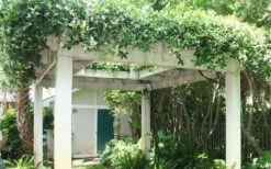 Confederate Jasmine Vine (Trachelospermum Jasminoides) - 6 Pack Of 1 Gallon Pots -Garden Plants Picture Jasmine Confederate Vine 2