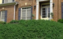 Blue Pacific Juniper - 6-Pack Of 1 Gallon Pots 14 Blue Pacific Juniper - 6-Pack Of 1 Gallon Pots -Garden Plants Picture Juniper Blue Pacific Hill