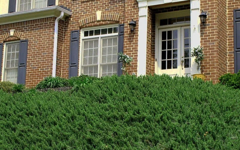 Blue Pacific Juniper - 6-Pack Of 1 Gallon Pots 7 Blue Pacific Juniper - 6-Pack Of 1 Gallon Pots - Image 7