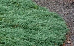 Blue Rug Juniper - 6-Pack Of 1 Gallon Pots 13 Blue Rug Juniper - 6-Pack Of 1 Gallon Pots -Garden Plants Picture Juniper Blue Rug 3