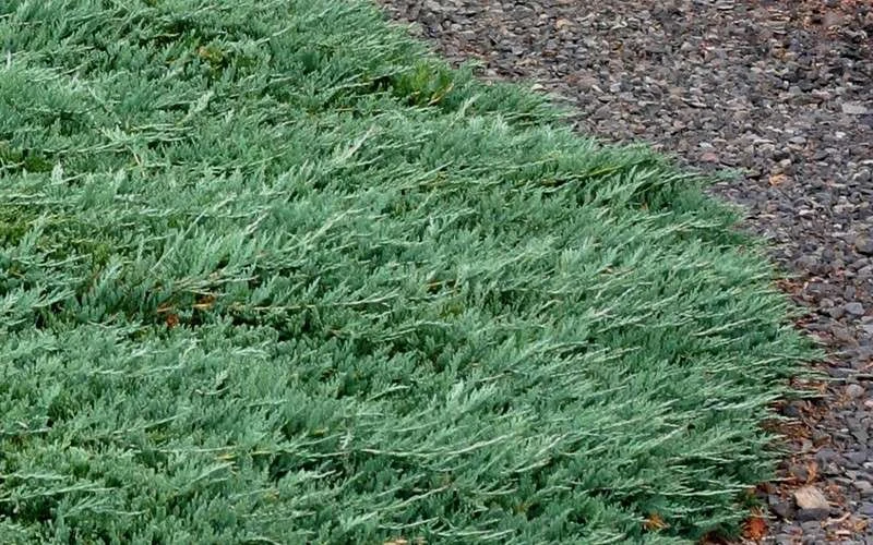 Blue Rug Juniper - 6-Pack Of 1 Gallon Pots 7 Blue Rug Juniper - 6-Pack Of 1 Gallon Pots - Image 7