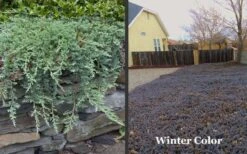 Blue Rug Juniper - 6-Pack Of 1 Gallon Pots 11 Blue Rug Juniper - 6-Pack Of 1 Gallon Pots -Garden Plants Picture Juniper Blue Rug Winter Color
