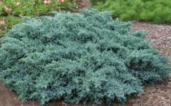 Blue Star Juniper - 6-Pack Of 1 Gallon Pots -Garden Plants Picture Juniper Blue Star