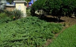 Parsons Juniper - Juniperus Davurica 'Parsonii' - 1 Gallon Pot -Garden Plants Picture Juniper Parsons Border 2