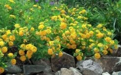 New Gold Hardy Lantana - 5 Pack Of Pint Pots -Garden Plants Picture Lantana Trailing New Gold 2