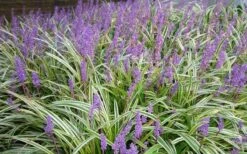 Variegated Liriope - Monkey Grass / Lilyturf - 10 Pack Of Pint Pots -Garden Plants Picture Liriope Variegated 1