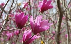 Ann Magnolia Tulip Tree - 2 Gallon Pot -Garden Plants Picture Magnolia Ann 1