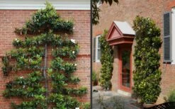Little Gem Dwarf Southern Magnolia - 7 Gallon Pot (5-6') 13 Little Gem Dwarf Southern Magnolia - 7 Gallon Pot (5-6') -Garden Plants Picture Magnolia Little Gem Espalier 2