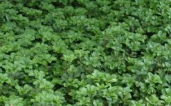 Pachysandra - Japanese Spurge - 18 Count Flat Of Pint Pots -Garden Plants Picture Pachysandra 2