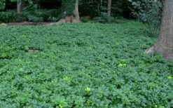 Pachysandra - Japanese Spurge - 18 Count Flat Of Pint Pots -Garden Plants Picture Pachysandra 3