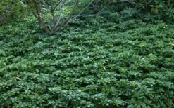 Pachysandra - Japanese Spurge - 18 Count Flat Of Pint Pots -Garden Plants Picture Pachysandra 4