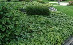 Pachysandra - Japanese Spurge - 18 Count Flat Of Pint Pots -Garden Plants Picture Pachysandra Terminalis