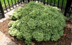Variegated Pittosporum (Japanese Mock Orange) - 3 Gallon Pot 11 Variegated Pittosporum (Japanese Mock Orange) - 3 Gallon Pot -Garden Plants Picture Pittosporum Variegated Shrub 1