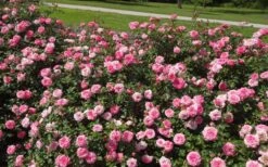 Sweet Drift Groundcover Rose - 1 Gallon Pot -Garden Plants Picture Rose Drift Sweet 1 1