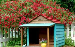Red Cascade Miniature Climbing Rose - 1 Gallon Pot -Garden Plants Picture Rose Red Cascade 1