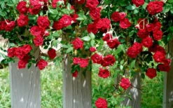 Red Cascade Miniature Climbing Rose - 1 Gallon Pot -Garden Plants Picture Rose Red Cascade 11