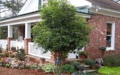 Fragrant White Tea Olive - 6 Pack Of 1 Gallon Pots -Garden Plants Picture Tea Olive Tree