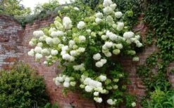 Chinese Snowball Viburnum Bush - 7 Gallon Pot (2-3') -Garden Plants Picture Viburnum Chinese Snowball Espalier