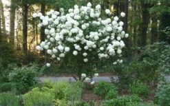 Chinese Snowball Viburnum Bush - 6 Pack Of 1 Gallon Pots -Garden Plants Picture Viburnum Chinese Snowball Tree 1 2