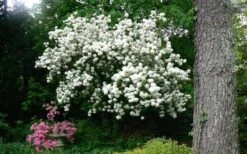 Chinese Snowball Viburnum Bush - 7 Gallon Pot (2-3') -Garden Plants Picture Viburnum Chinese Snowball Tree 2