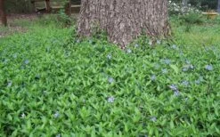 Evergreen Periwinkle - Vinca Minor - 6 Pack Of Pint Pots -Garden Plants Picture Vinca Minor Around tree