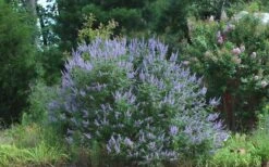 Blue Chaste Tree - Vitex Agnus-castus - 1 Gallon Pot 14 Blue Chaste Tree - Vitex Agnus-castus - 1 Gallon Pot -Garden Plants Picture Vitex Chaste Tree 4